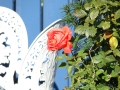 DSC09061
